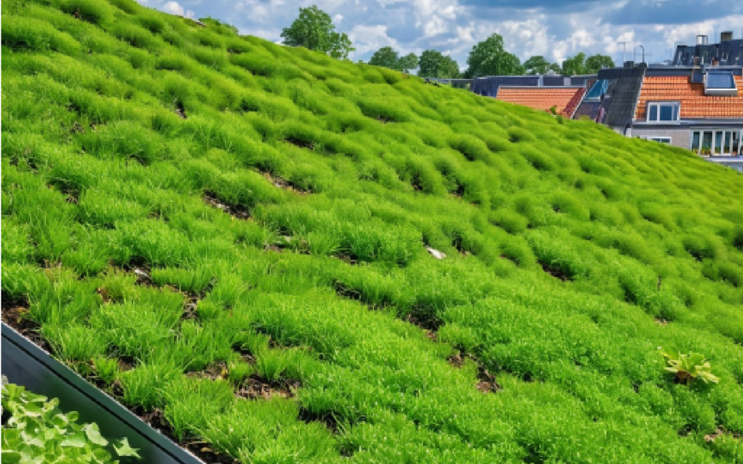 Groene daken subsidie